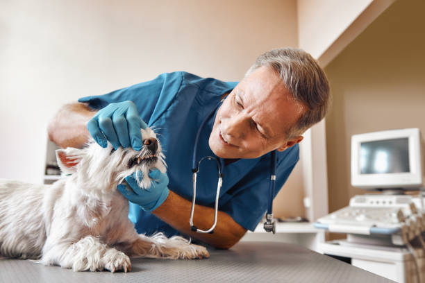 Best Weekend Emergency Dentist in Osprey, FL